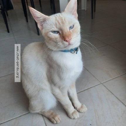 Photo de chat perdu à Montendre