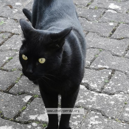 Photo de chat perdu à Choisy Le Roi