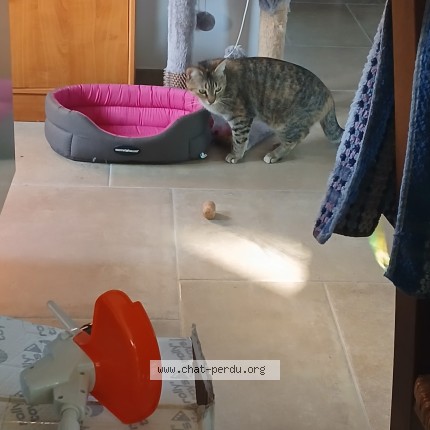 Photo 1/1 mimine Chat perdu à Sebazac Concoures