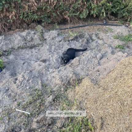 Photo de chat perdu à Castets