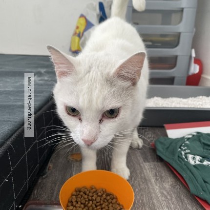 Photo 1/1 Chat trouvé Trouvé à Lille