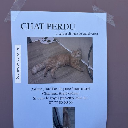 Photo de chat perdu à Chambery
