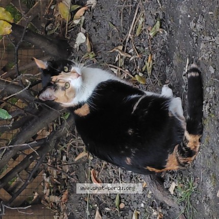 Photo de chat perdu à Carrieres Sur Seine