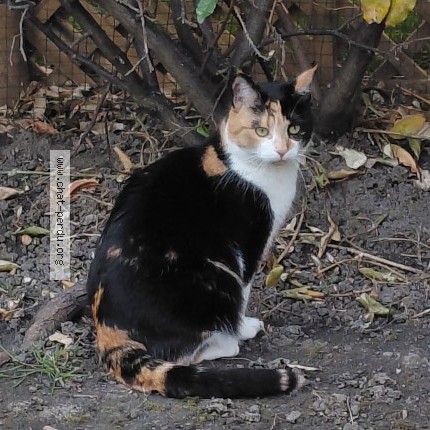 Photo 1/1 Chat retrouvé Perdu à Carrieres Sur Seine