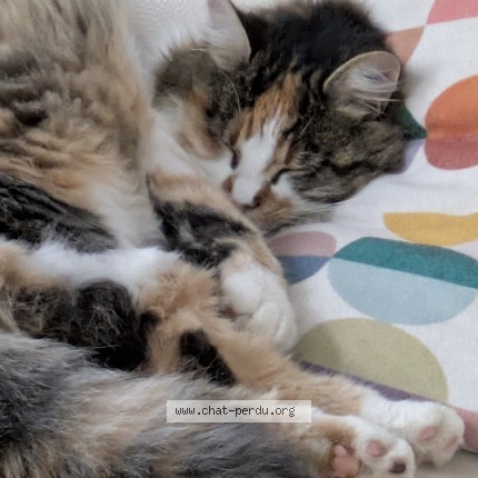 Photo de chat perdu à Le Mans