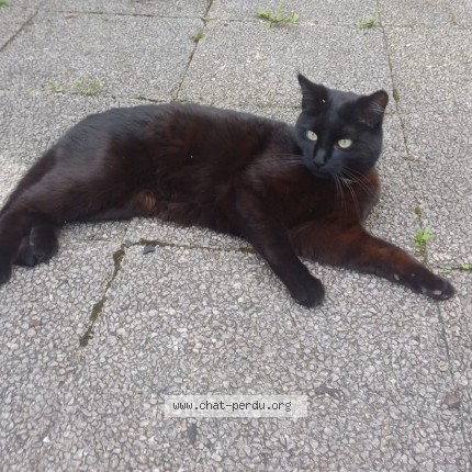 Photo de chat perdu à Pau