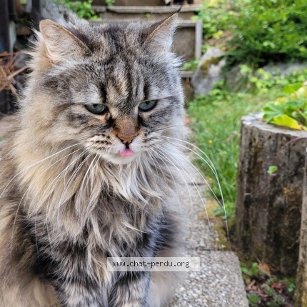 Photo de chat perdu à Annecy