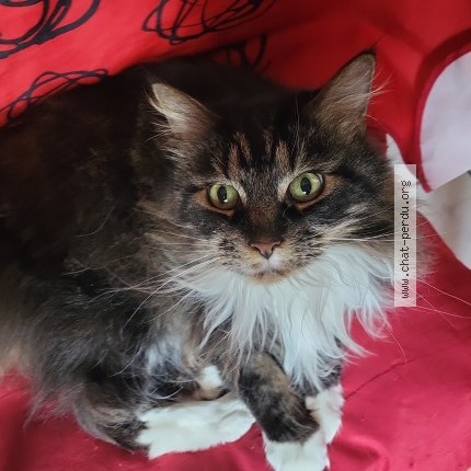 Photo de chat perdu à Vaumoise