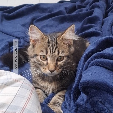 Photo de chat trouvé à Drancy