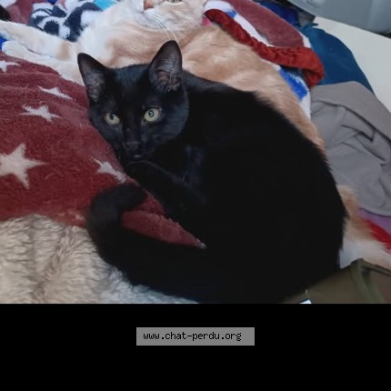Photo 1/1 Gavroche Chat perdu à Paris