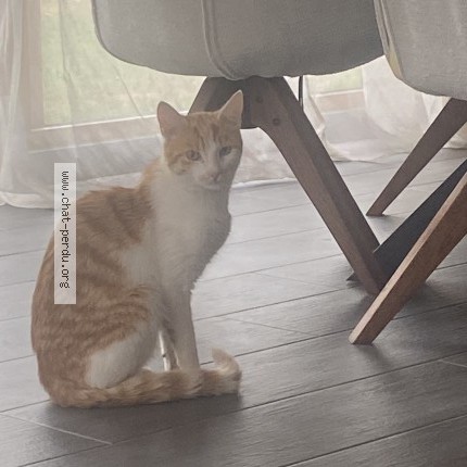 Photo 1/1 Chat trouvé Trouvé à Etalans