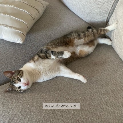 Photo de chat perdu à Anglet