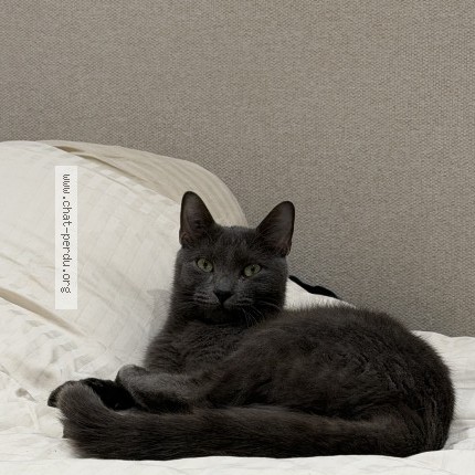 Photo 1/1 izem Chat perdu à St Barthelemy D Anjou