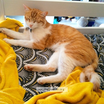 Photo 1/1 Chat retrouvé Perdu à Lombez