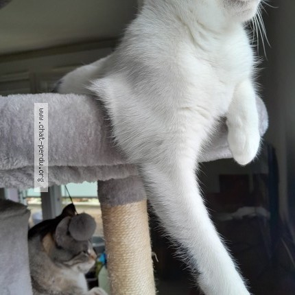 Photo de chat perdu à Nantes