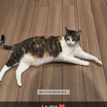 Photo 1/1 Nala Chat perdu à Nogent L Arthaut