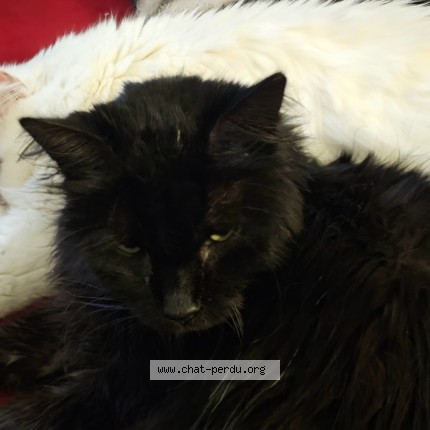 Photo 1/1 Chat retrouvé Perdu à Berles Au Bois