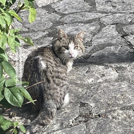 Photo 2/5 Chat trouvé Trouvé à Les Mesnuls