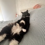 sanka