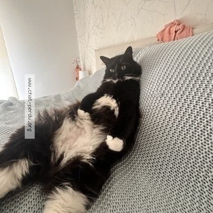 Photo de chat perdu à Senedes