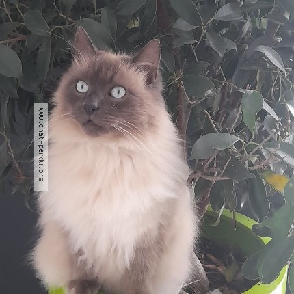 Photo 1/1 Bichou Chat perdu à Aigrefeuille