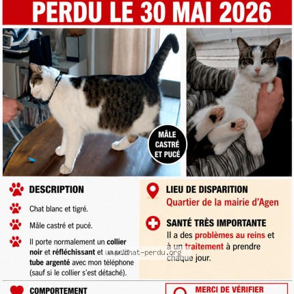 Photo de chat perdu à Agen