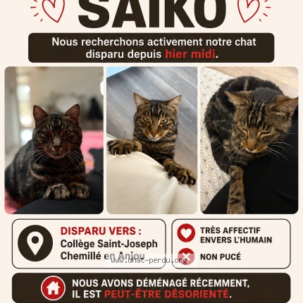 Photo de chat perdu à Chemille En Anjou