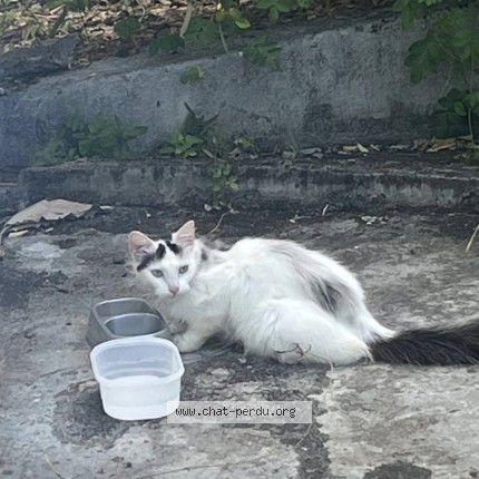 Photo 1/1 Chat trouvé Trouvé à Petit Bourg
