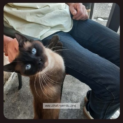 Photo de chat trouvé à Montaigu Vendee