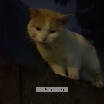 Photo de chat trouvé à Tourcoing