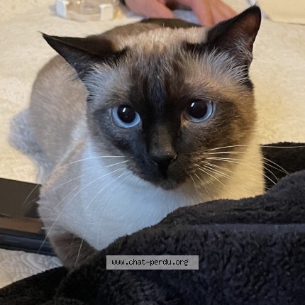 Photo de chat perdu à Laval