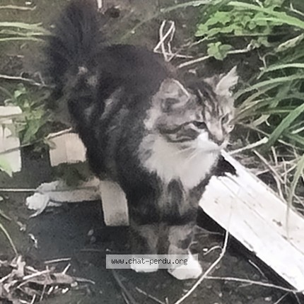 Photo 1/2 Chat trouvé Trouvé à Bruxelles