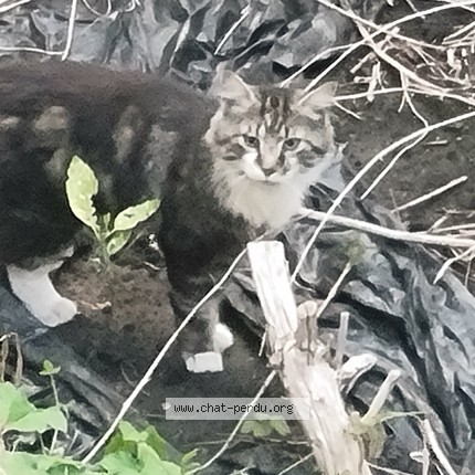 Photo 2/2 Chat trouvé Trouvé à Bruxelles