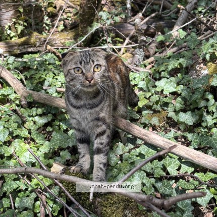 Photo 1/1 atina Chat perdu à Joeuf