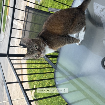 Photo de chat perdu à Montreal Est