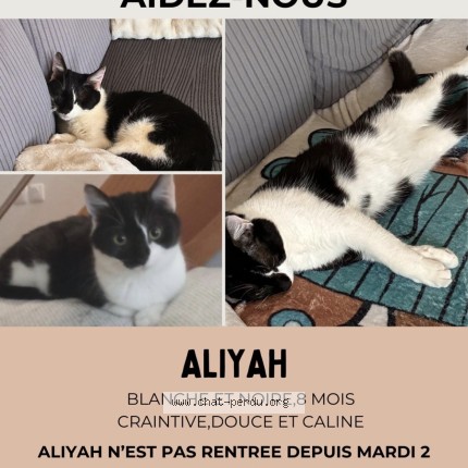 Photo de chat perdu à Amiens