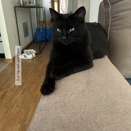 Photo 1/1 Chat retrouvé Perdu à Lausanne