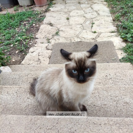 Photo de chat trouvé à Dijon