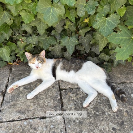 Photo 1/1 Chat retrouvé Perdu à Coueron