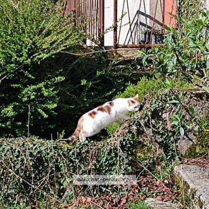 Photo 1/1 Chat retrouvé Perdu à Paris