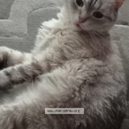 Photo de chat perdu à Chelles