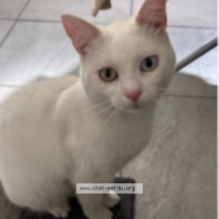 Photo de chat perdu à Denain
