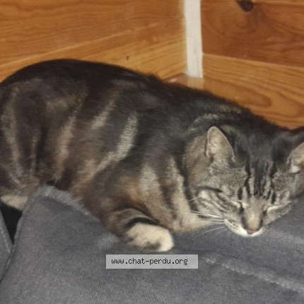 Photo de chat trouvé à Vernouillet