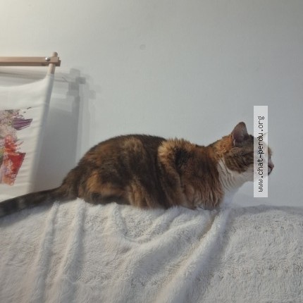 Photo 1/1 Noisette Chat perdu à Quimper