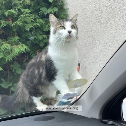 Photo 1/1 Lala Chat perdu à Forbach Fr