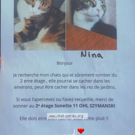 Photo 1/1 Nina Chat perdu à La Wantzenau