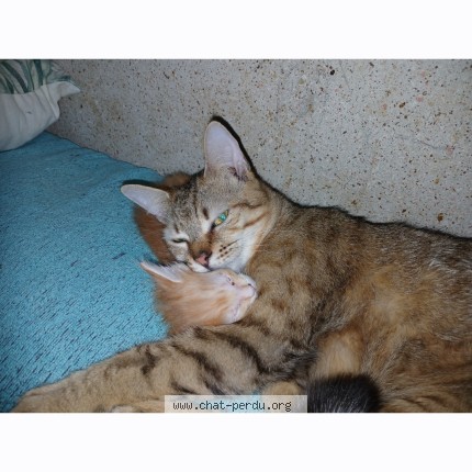 Photo de chat perdu à Chainee Des Coupis