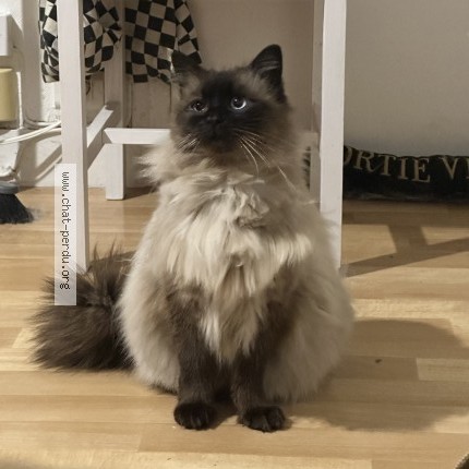 Photo 1/3 skaï Chat perdu à Rennes