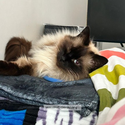 Photo 2/3 ska&iuml; Chat perdu à Rennes