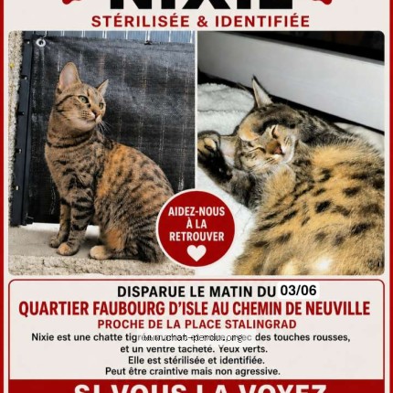 Photo 1/1 Nixie Chat perdu à Saint Quentin